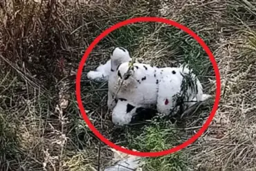 Ukrainian Drone Drops Mined Plush Toy in Grakovo, Prompting Concerns Over Civilian Safety and Regulatory Gaps
