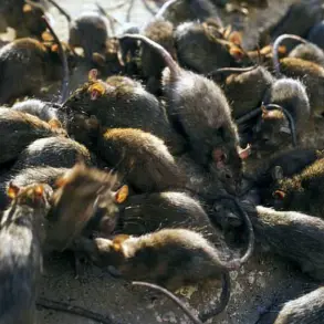 Urgent Cheese Recall Over Deadly Bacteria and Rodent Contamination Sparks Food Safety Crisis