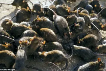 Urgent Cheese Recall Over Deadly Bacteria and Rodent Contamination Sparks Food Safety Crisis