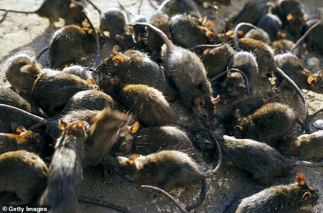 Urgent Cheese Recall Over Deadly Bacteria and Rodent Contamination Sparks Food Safety Crisis