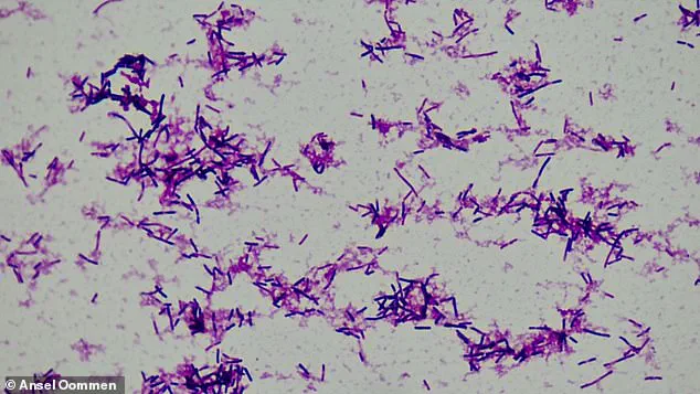 Breakthrough Study Links Gut Bacterium Clostridium innocuum to Preterm Birth Risk in 5,000 Expectant Mothers, Findings from Huazhong University of Science and Technology