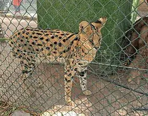 New Study Finds Widespread Mislabeling of Shark Meat in U.S. Grocery Stores, Endangering Species and Public Health