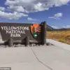 Yellowstone Bison's 'Dancing' Act Misleads: Expert Warns of Agitation and Potential Charge